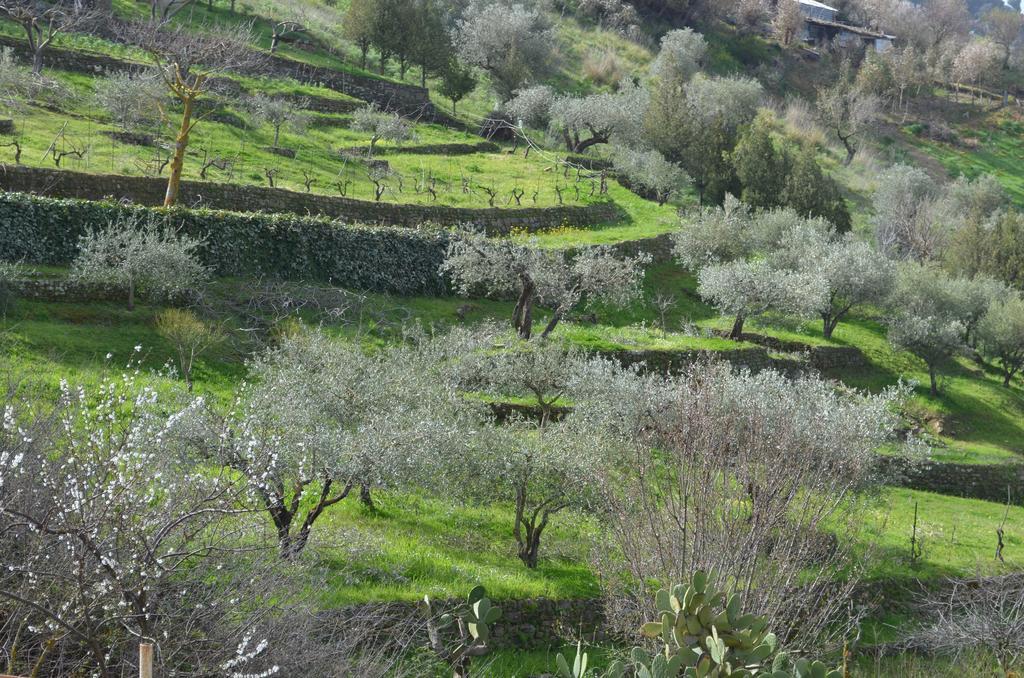 Villa Della Mimosa Alia Exteriér fotografie